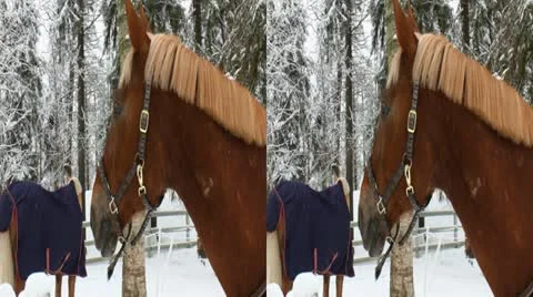 Horses in a paddock eat hay in winter 1LR Stock Footage