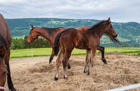 Horses in a paddock by a field. Stock Photos