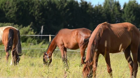 Horses in paddock Stock Footage 54047719