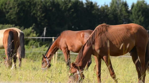 Horses in paddock Stock Footage 54047775