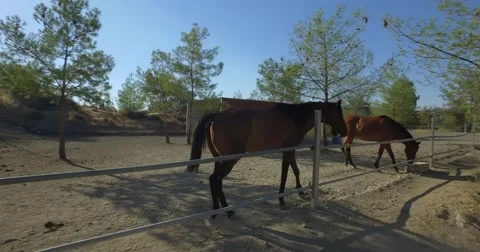 Horses in paddock Stockbeeldmateriaal 66728168