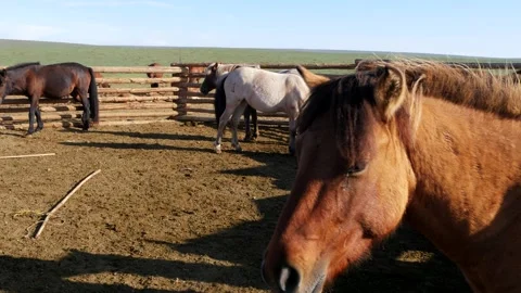 Horses in a paddock in the Mongolian steppe on a cold sunny morning. Video stock 285183557