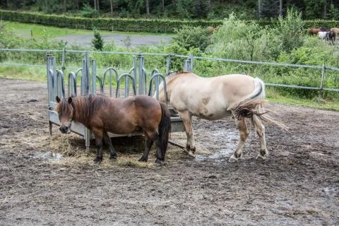 Horses in a paddock Stock Photos