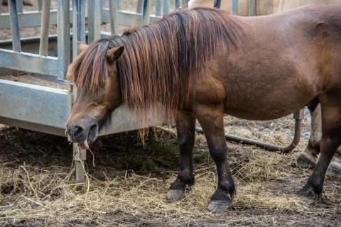 Horses in a paddock Stock Photos
