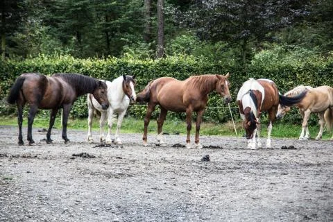 Horses in a paddock Stock Photos