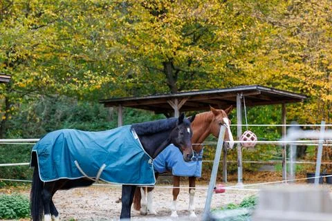 Horses in a Paddock 写真素材