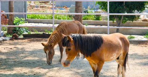 Horses in the paddock Selective focus Stock Photos