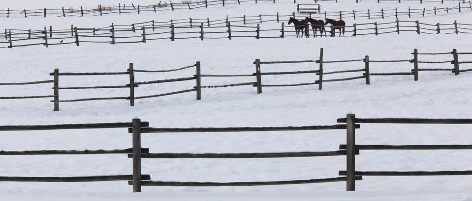 Horses in paddocks on a ranch in the snow at palouse, washington, usa Stock Photos