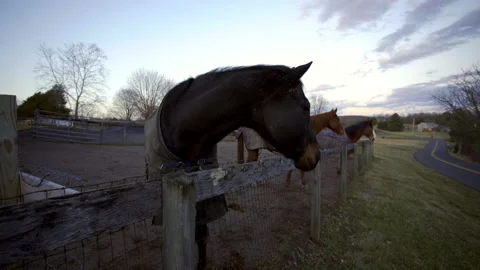 Horses Pan and slide Move Vídeos de archivo 208453033