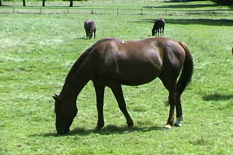 Horses-pan Stock Footage 818031
