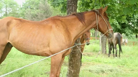 Horses in a park 스톡 동영상 51364545
