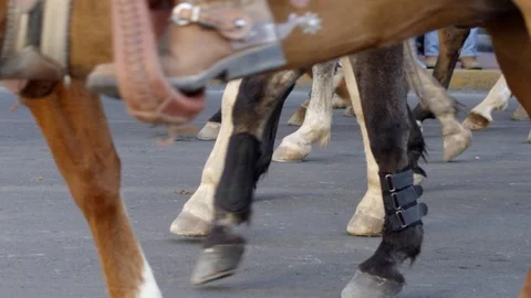 Horses passing Stock Footage 99016079