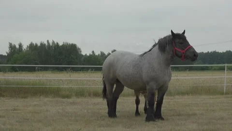 Horses in the pasture, 4K Stock Footage 221240149