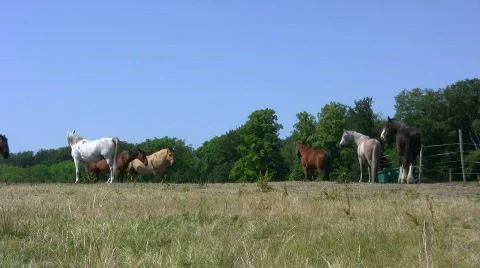 Horses at pasture Video stock 461382