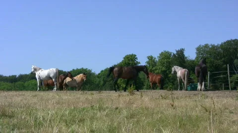 Horses at pasture Видео 462475