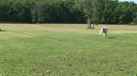 Horses in a pasture 스톡 동영상 525211