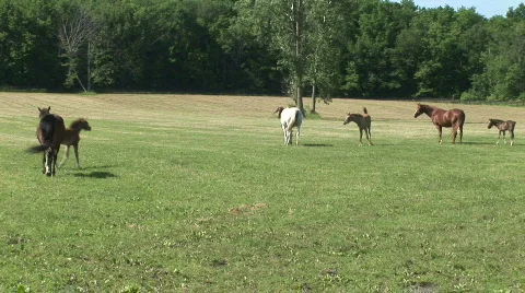 Horses in a pasture Stock Footage 526285