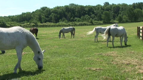 Horses in a pasture Stock Footage 526386