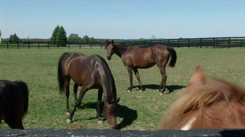 Horses in a pasture Stock Footage 526592