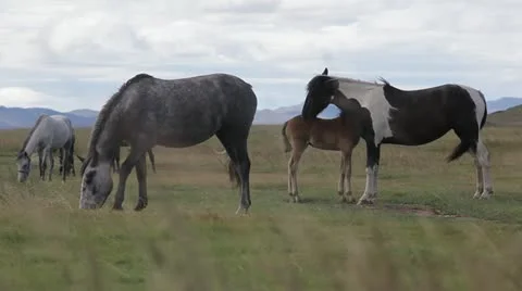 Horses in pasture Stock Footage 12357188