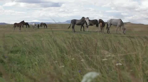 Horses on pasture Stock Footage 12357258