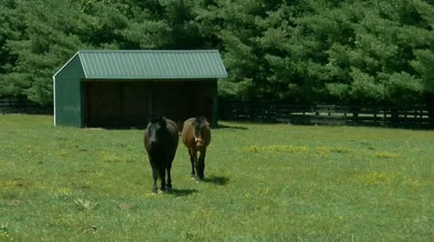 Horses on pasture Stock-Footage 12366892