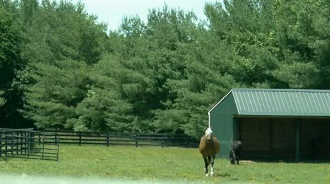 Horses on pasture Stock Footage 18668067