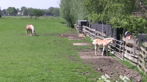 Horses in pasture Stock Footage 24692063