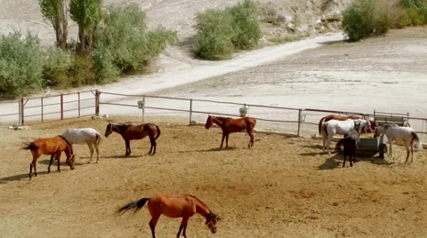 Horses in Pasture Vidéo 41948293