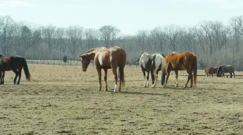 Horses in pasture 스톡 동영상 46697963