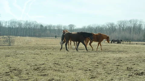Horses in pasture 스톡 동영상 46699776
