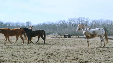 Horses in pasture 스톡 동영상 46701353