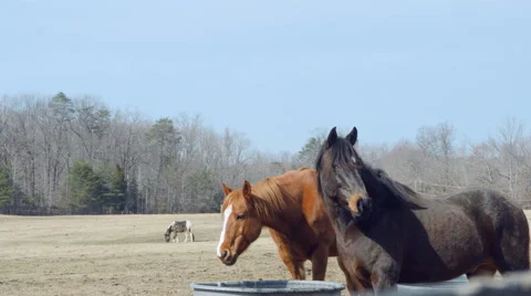Horses in pasture 動画素材 46702492