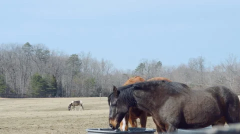 Horses in pasture 動画素材 46714764