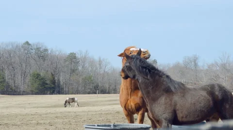 Horses in pasture 動画素材 46717745