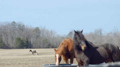 Horses in pasture 動画素材 46720127