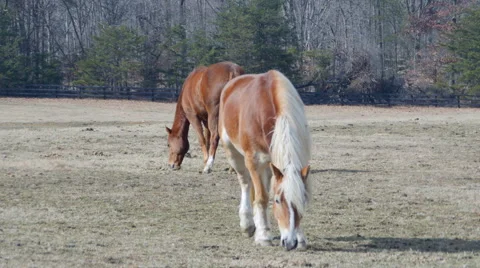 Horses in pasture 動画素材 46727121