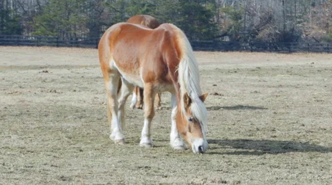 Horses in pasture 動画素材 46728177