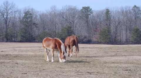 Horses in pasture 動画素材 46730527
