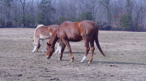 Horses in pasture 動画素材 46731499