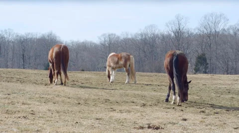 Horses in pasture 動画素材 46733439