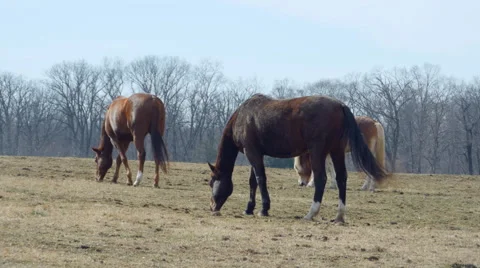 Horses in pasture 動画素材 46734800