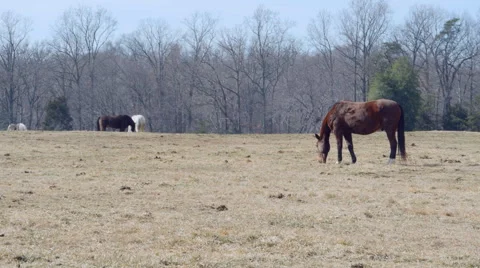 Horses in pasture 動画素材 46739056