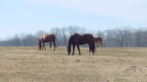Horses in pasture 動画素材 46743073