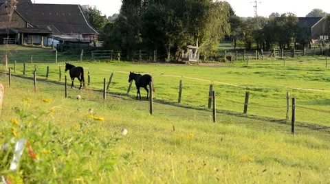 Horses on pasture Stock Footage 47033347