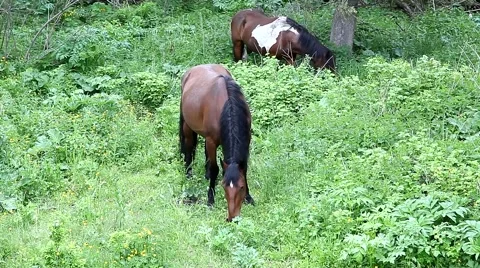 Horses on pasture 스톡 동영상 49044491