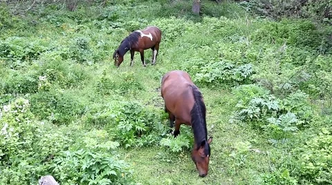 Horses on pasture 스톡 동영상 49044511