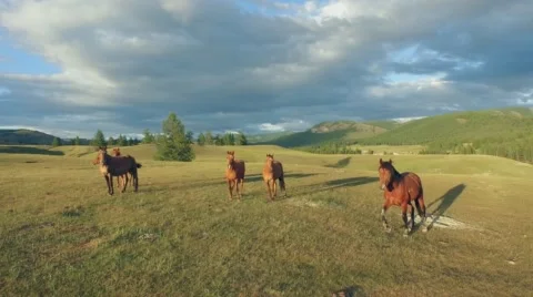 Horses on pasture. Stock Footage 58109363