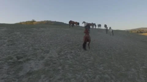 Horses on pasture. Stock Footage 58109921
