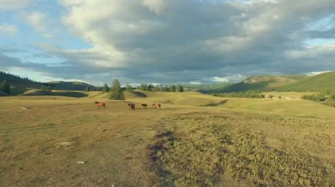 Horses on pasture. Stock Footage 58110316